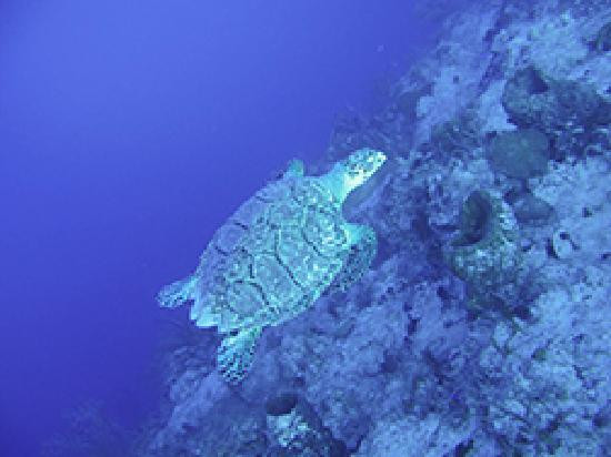 Provo Turtle Divers-普罗维登西亚莱斯必去景点