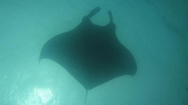 Academy Bay Diving-阿约拉港必去景点