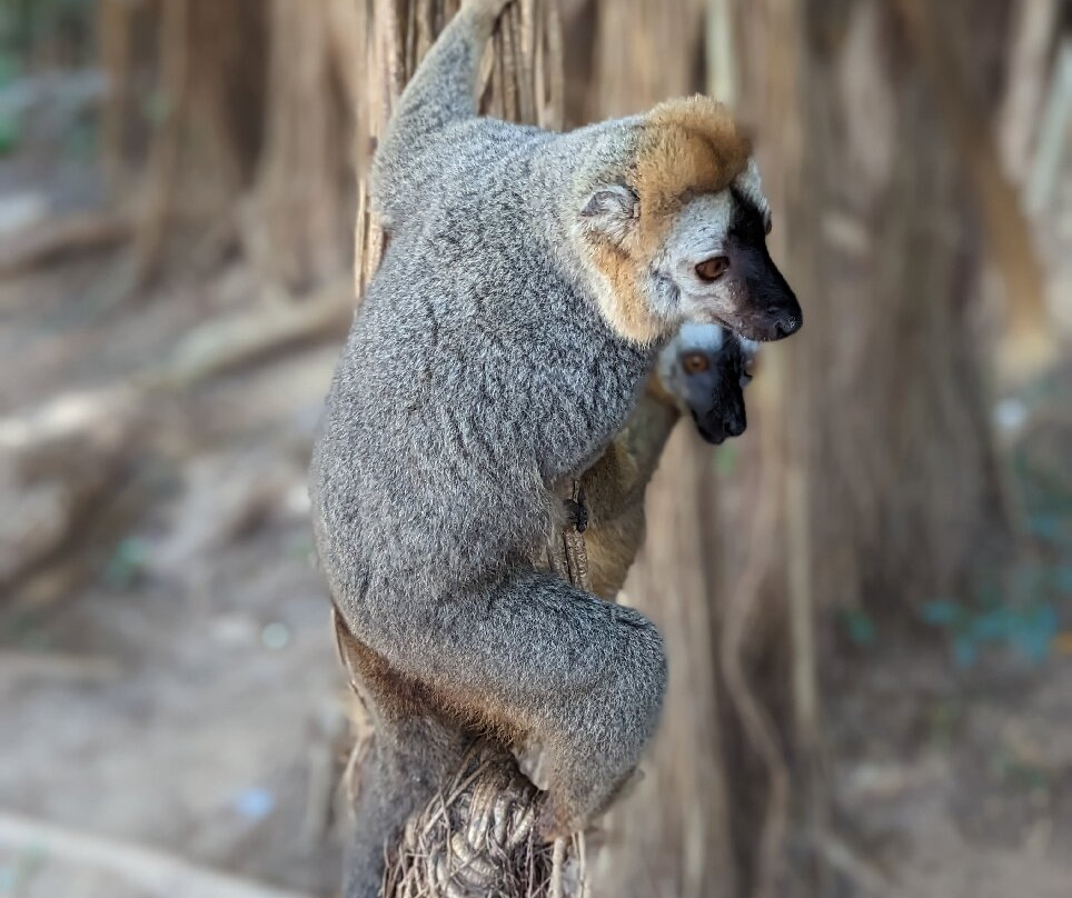 Madagascar Tropic Voyage景点图片