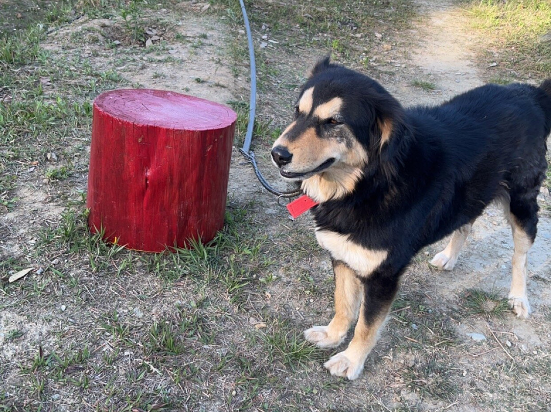 Mukteshwar Grand Retreat主图