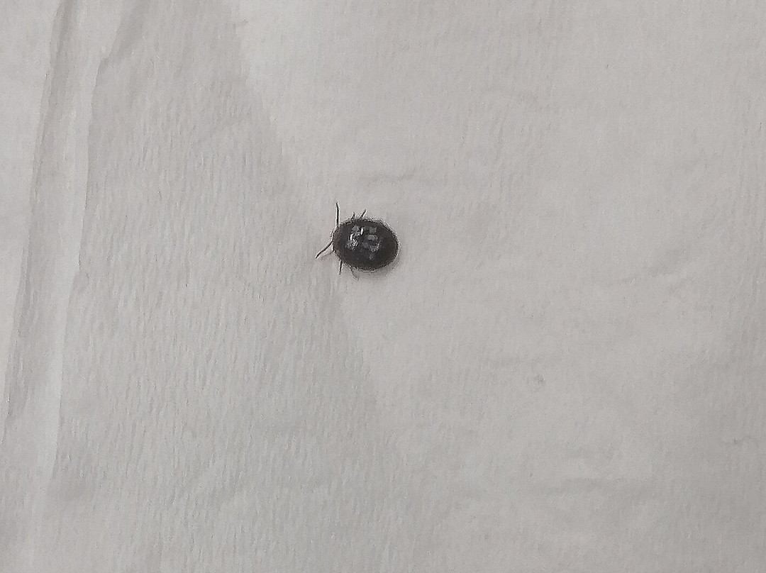 Spark by Hilton Abingdon I-81 near Fairgrounds主图