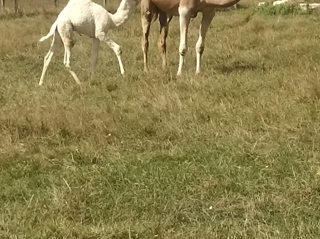 Parc Animalier Domaine De Revert