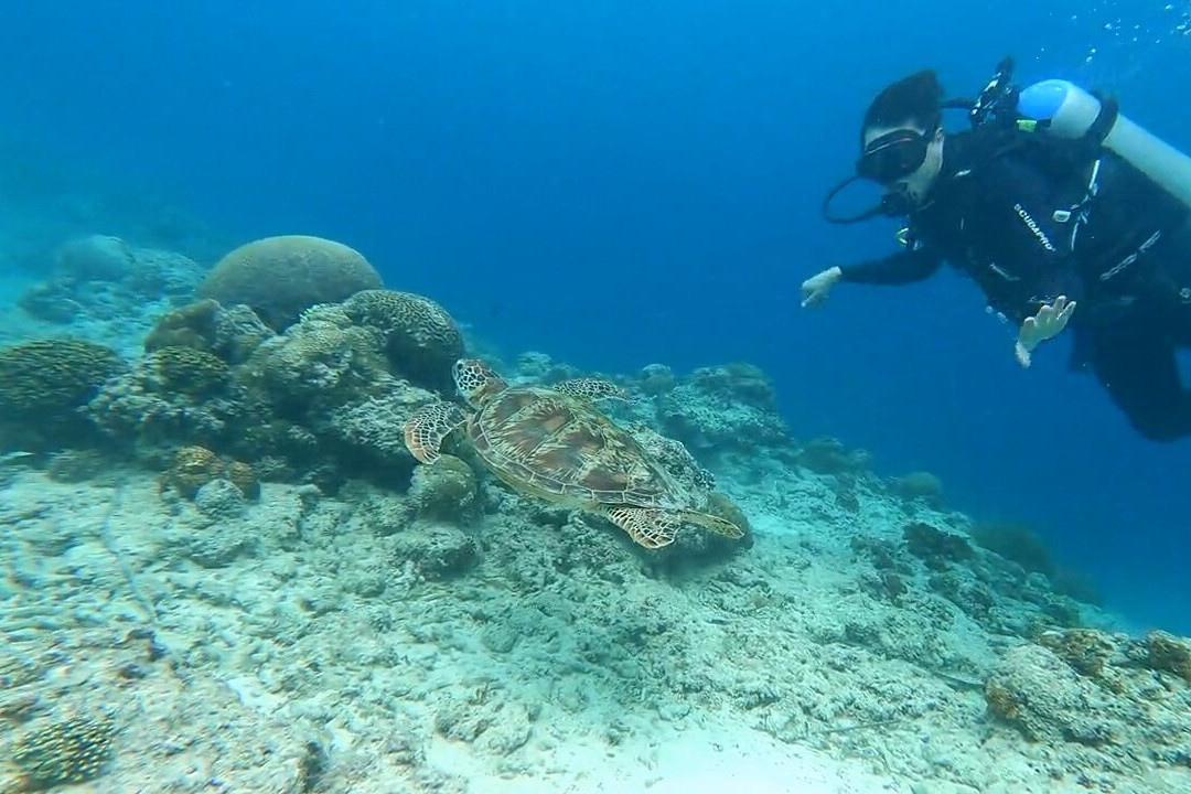 Lion Dive Centre景点图片