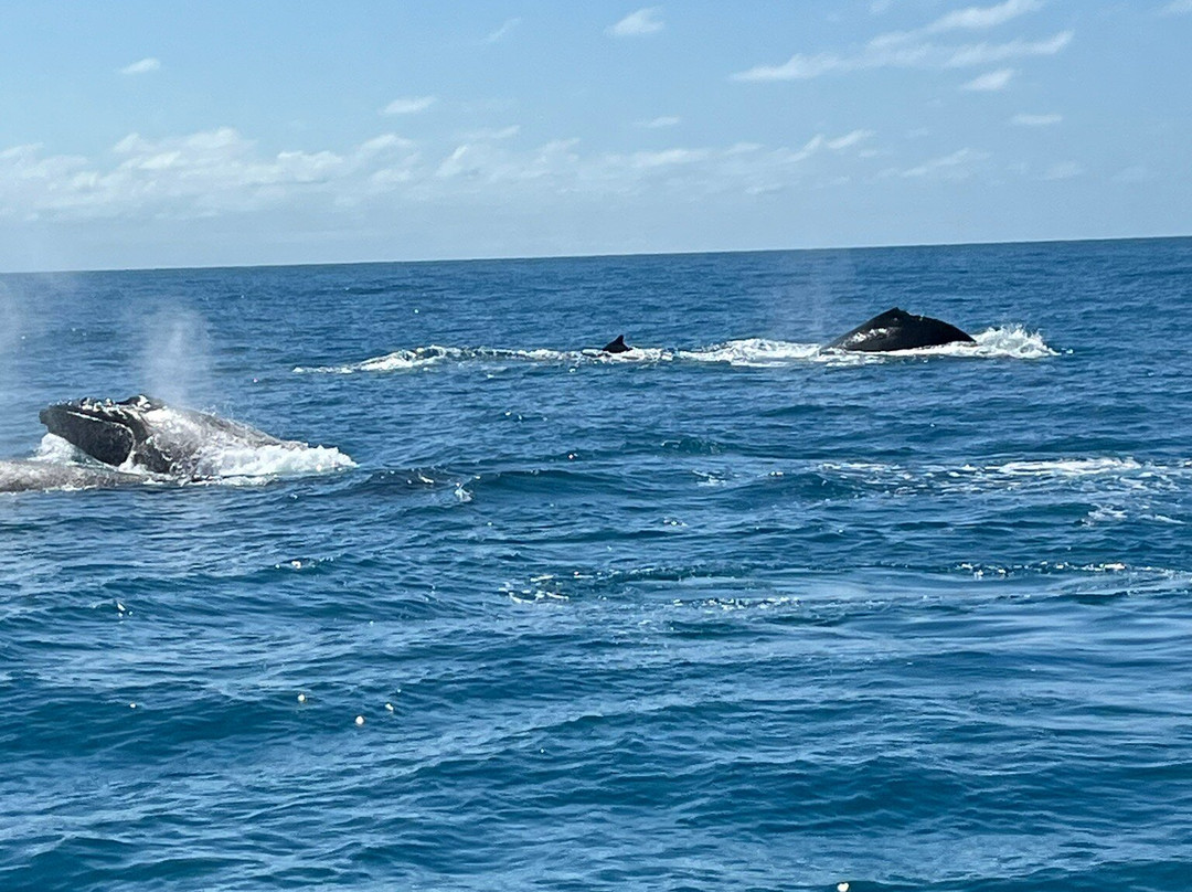 Horizonte Aberto - Catamarans-Caravelas必去景点