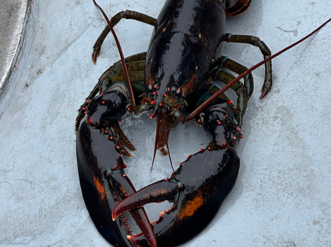 Rugosa Lobster Tours景点图片