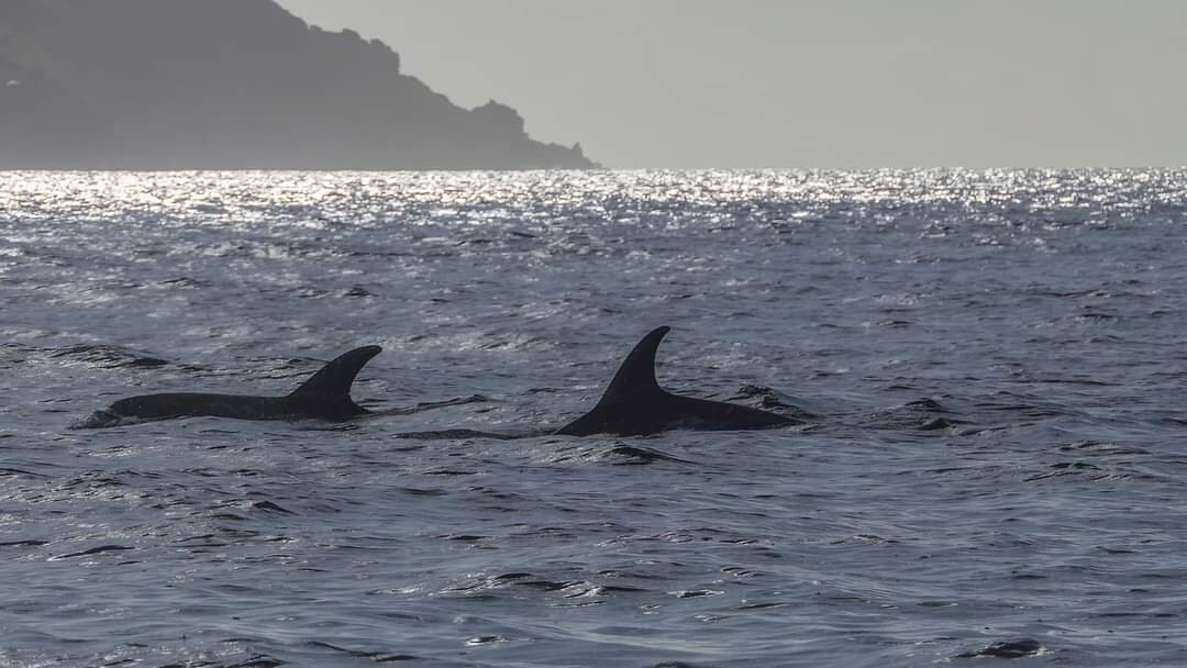 St. Ives Sea Trips-圣艾维斯必去景点