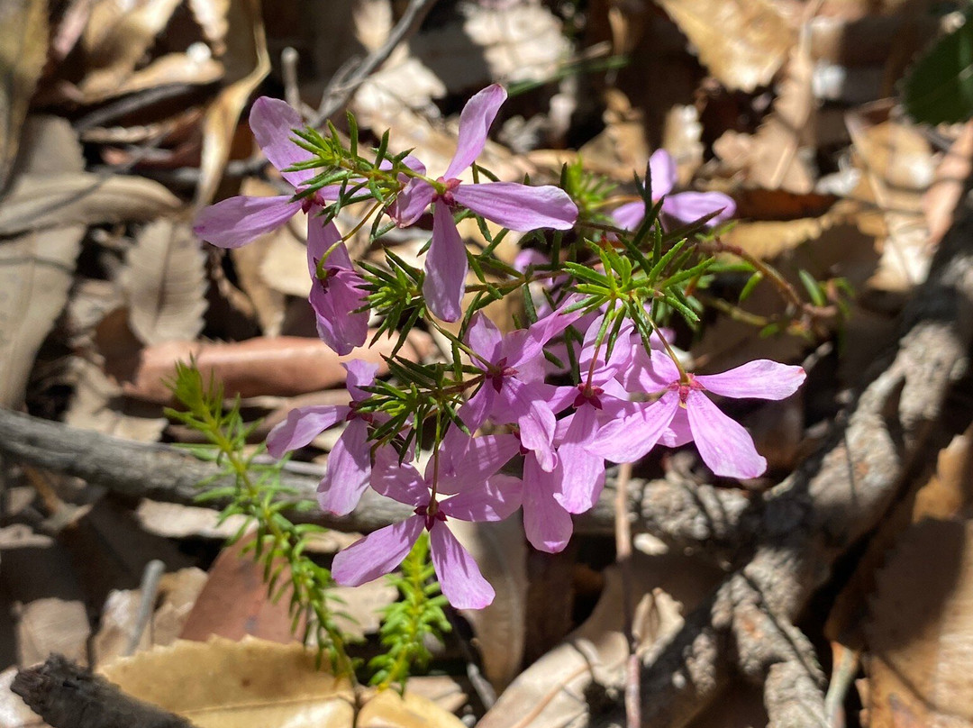 North Lawson Park景点图片