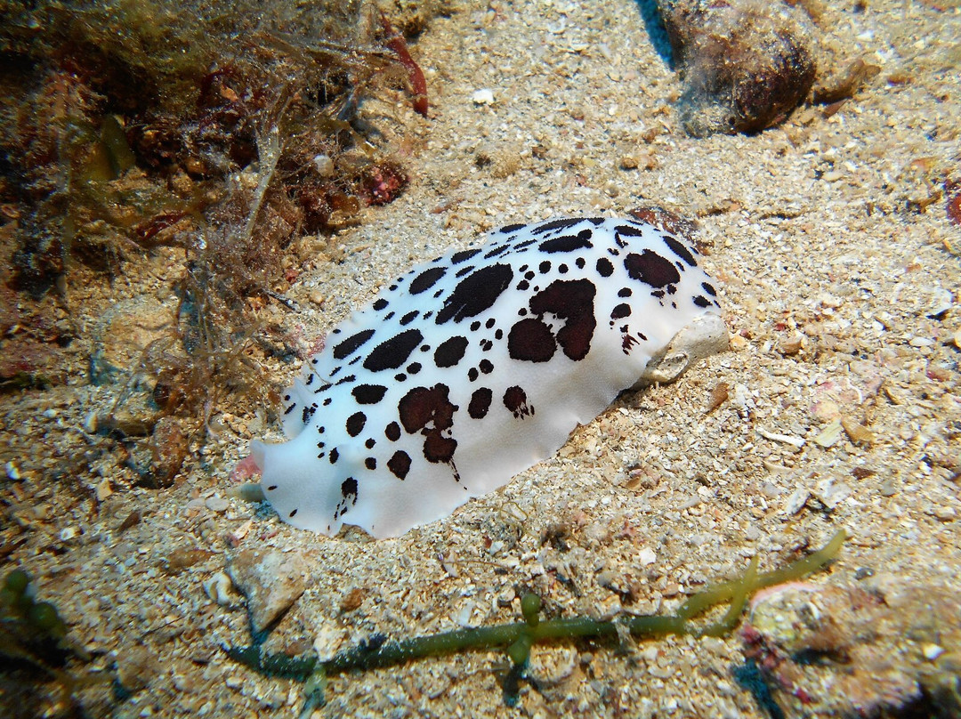 Diving In Elba Portoferraio景点图片
