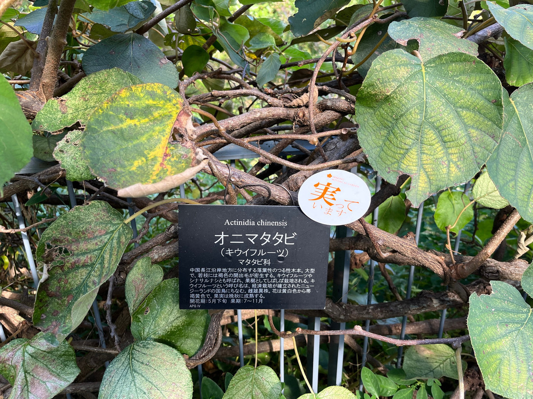 The Kochi Prefectural Makino Botanical Garden景点图片