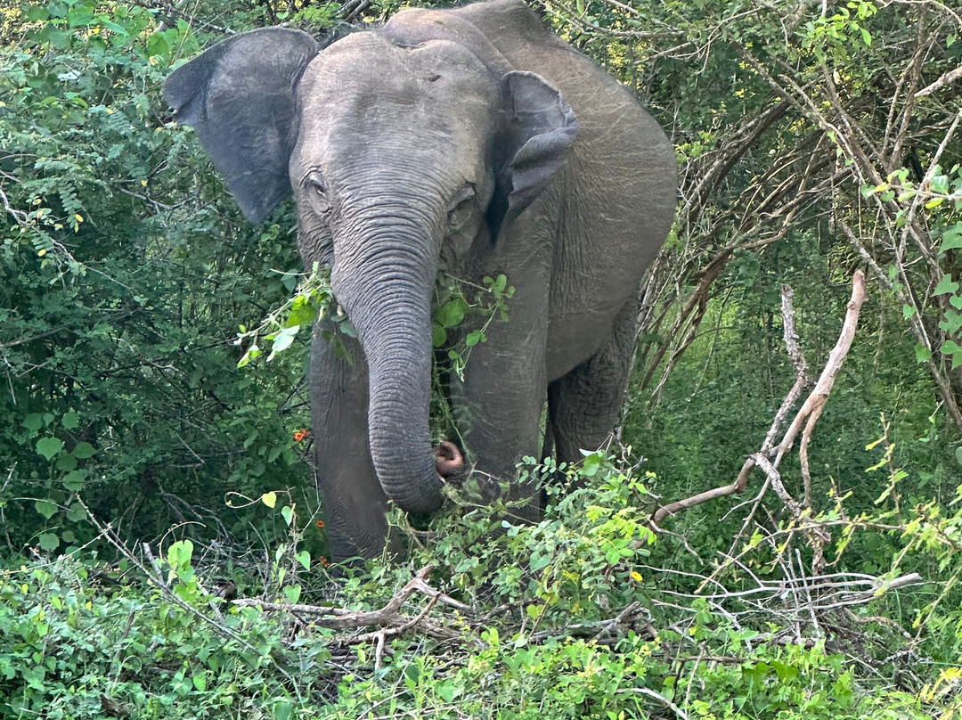 Sri Lanka Touren景点图片