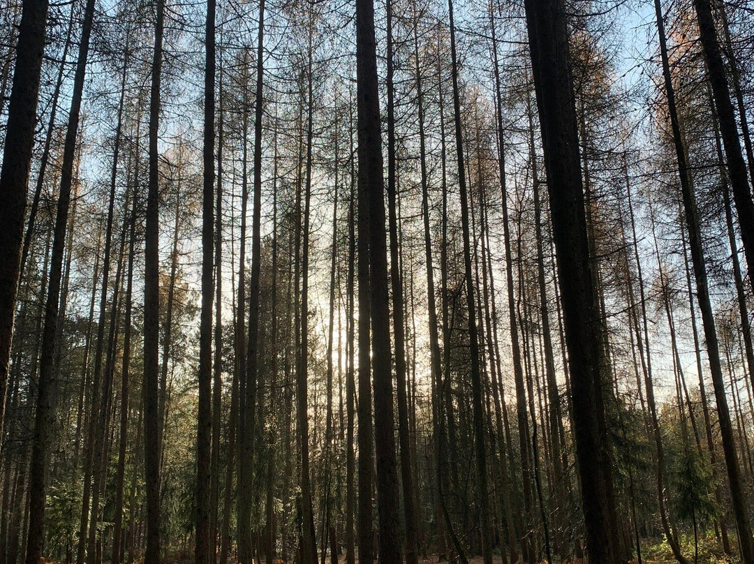 Black Park-斯劳必去景点