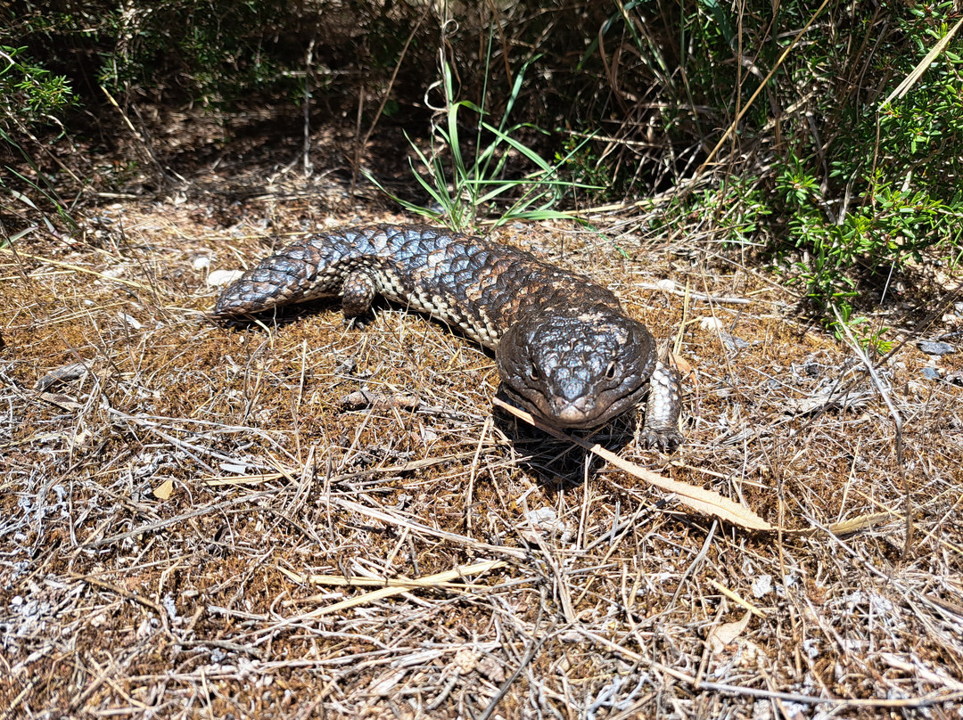 Pangarinda Botanic Gardens-Wellington必去景点