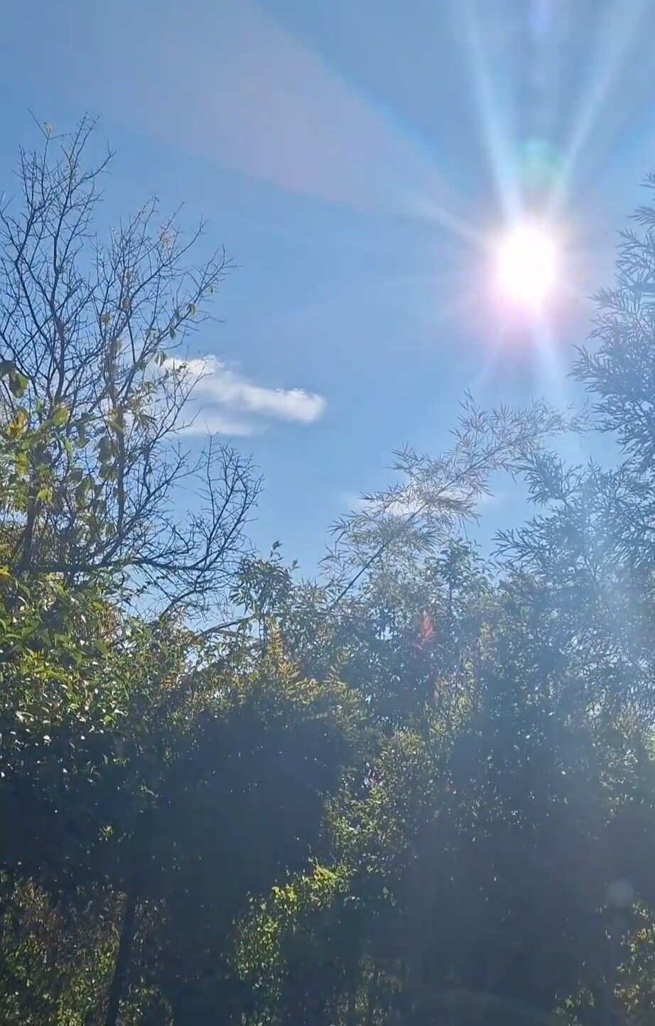 House of Hive-官方