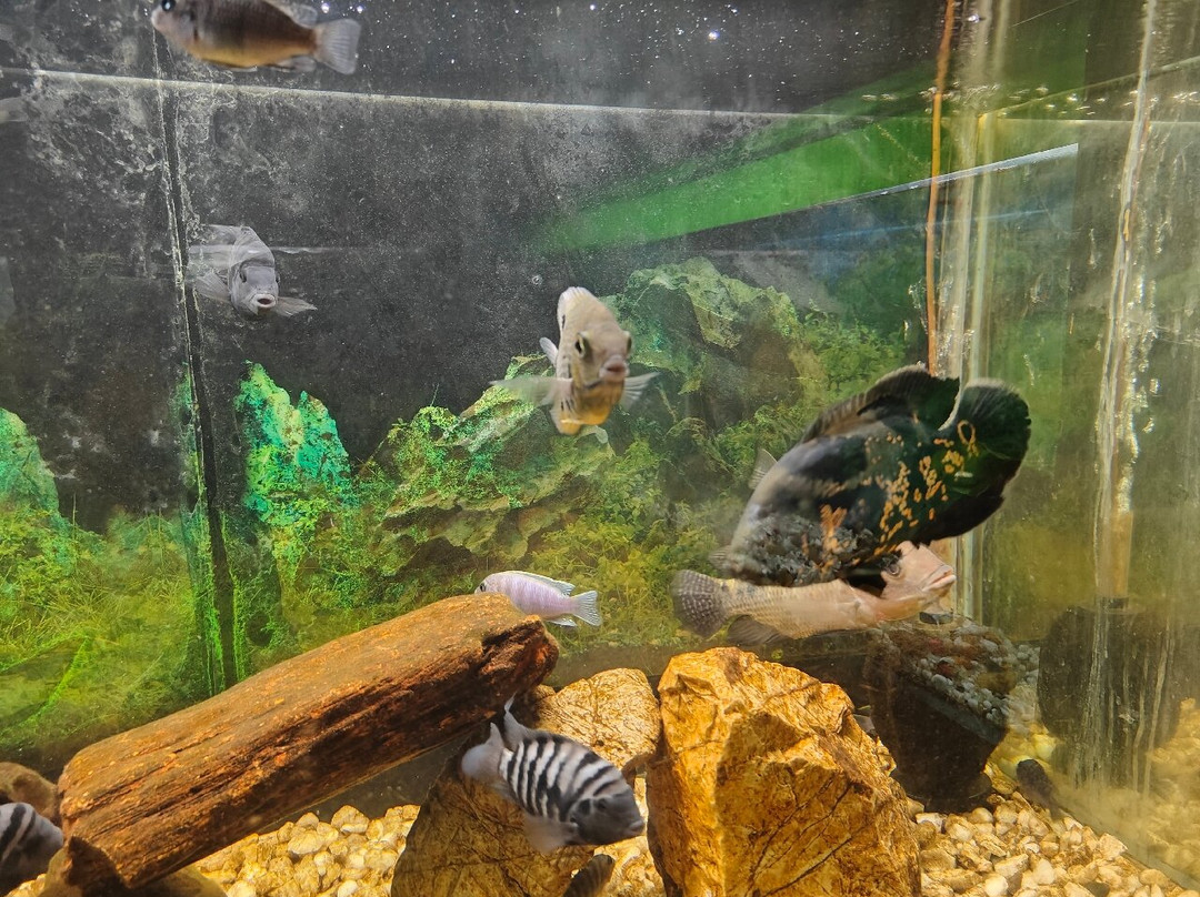 Pookot Lake-卡尔贝塔必去景点