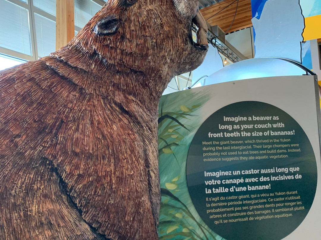 Yukon Beringia Interpretive Centre-白马市必去景点
