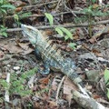 IguanaHunter