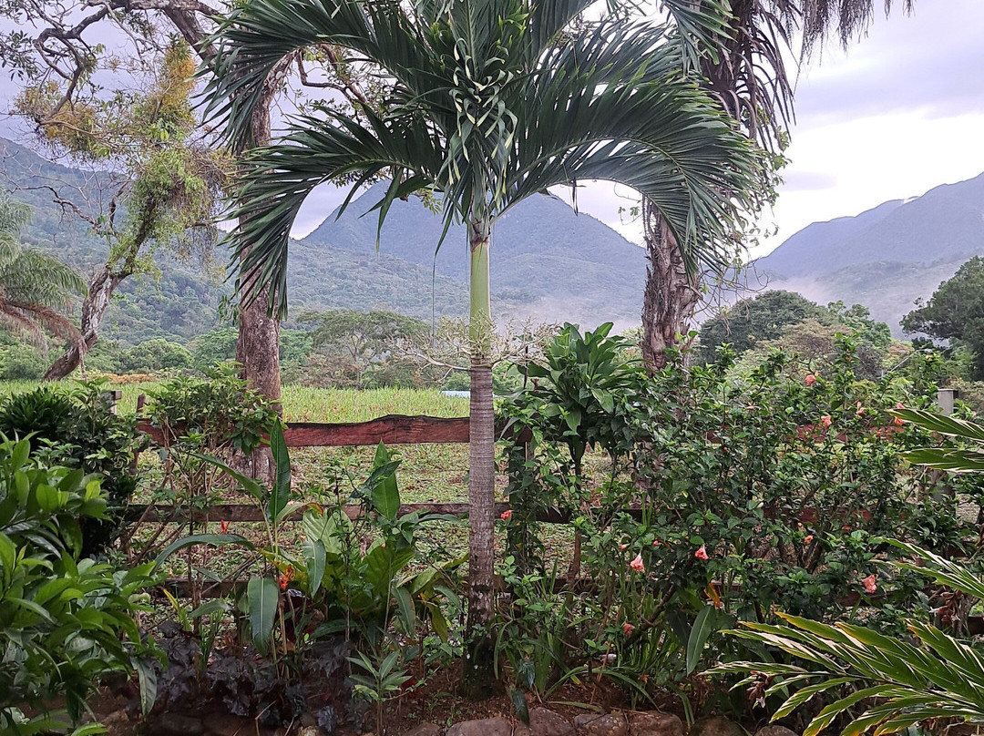 Coffee Mountain EcoTours景点图片