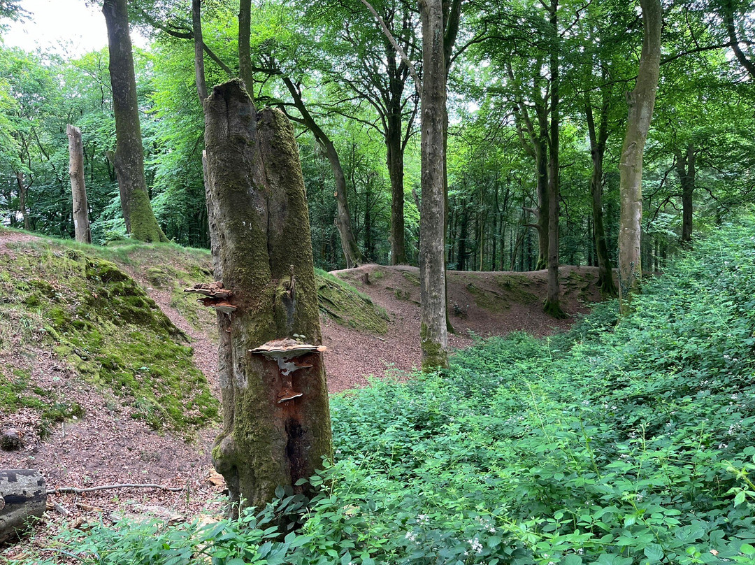Woodbury Castle-Woodbury Salterton必去景点