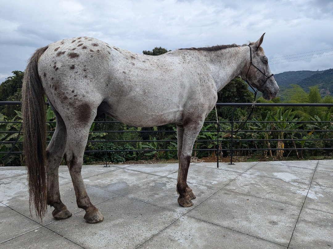 Rancho Saman-佩雷拉必去景点