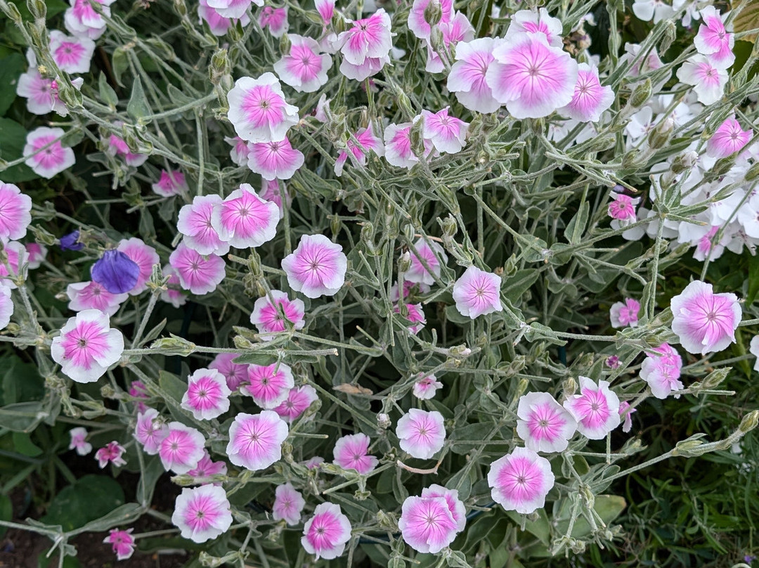 Cupani Garden景点图片