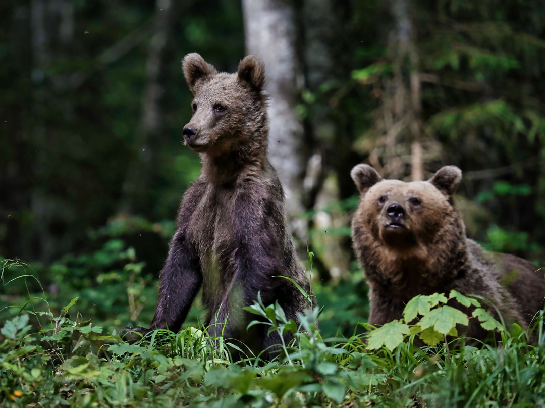 Slovenian Bears景点图片