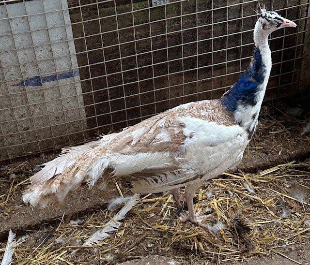 Peacocks Uk景点图片