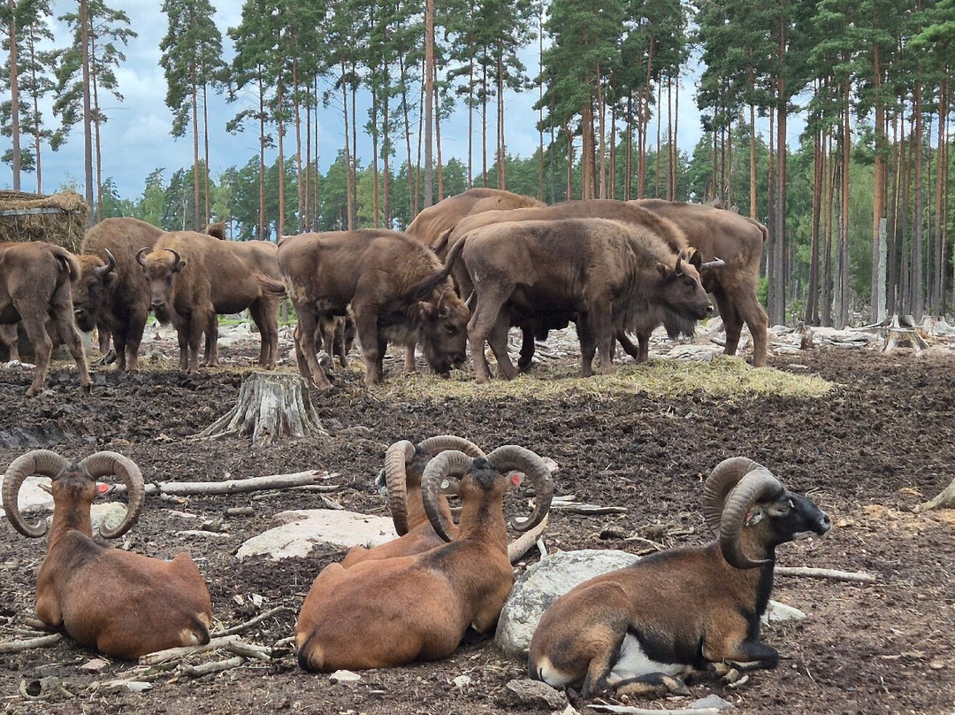 Kosta Safaripark景点图片