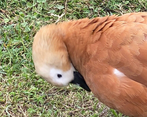 Zverinets-Lomonosov必去景点