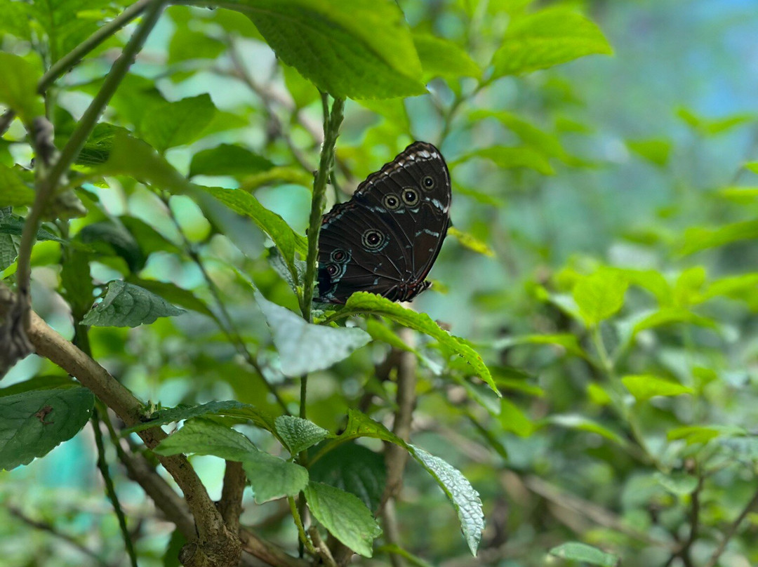 Mariposario De Machupicchu-温泉镇必去景点