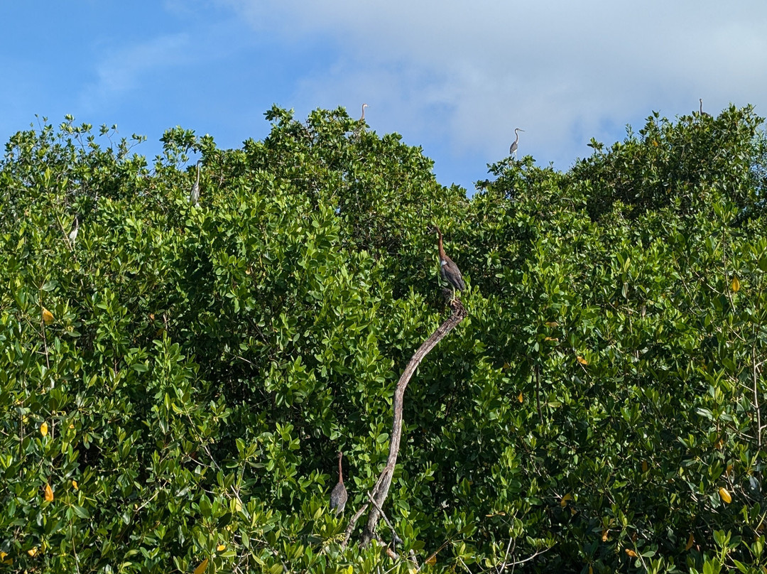 Tour The Glades - Private Wildlife Tours景点图片