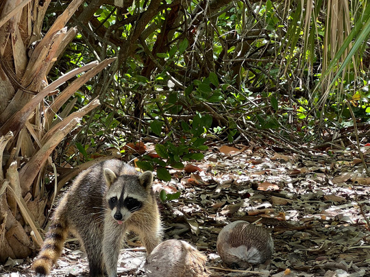 So Flo Water Adventures-North Miami必去景点