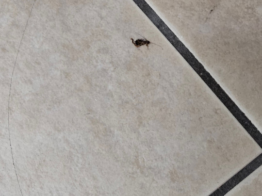 Best Western Plus Lake Worth Inn & Suites主图