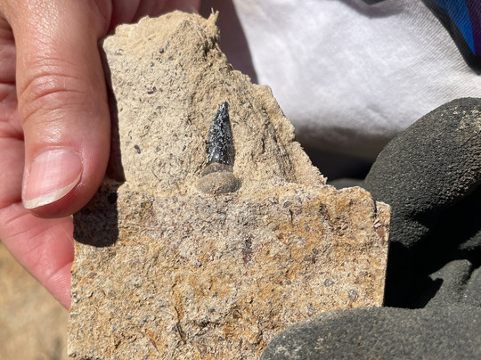 Kronosaurus Korner-Richmond必去景点