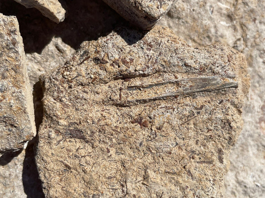 Kronosaurus Korner-Richmond必去景点