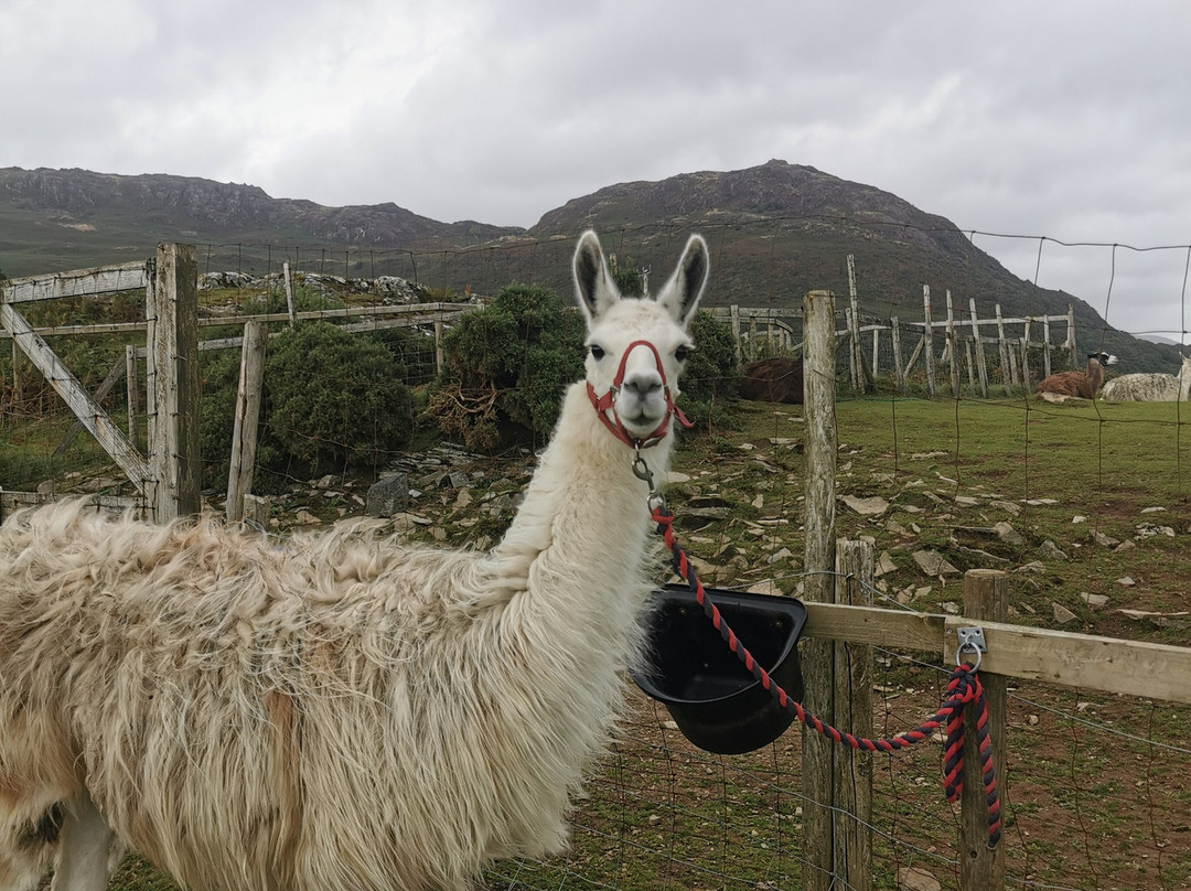 Black Rock Llamas景点图片