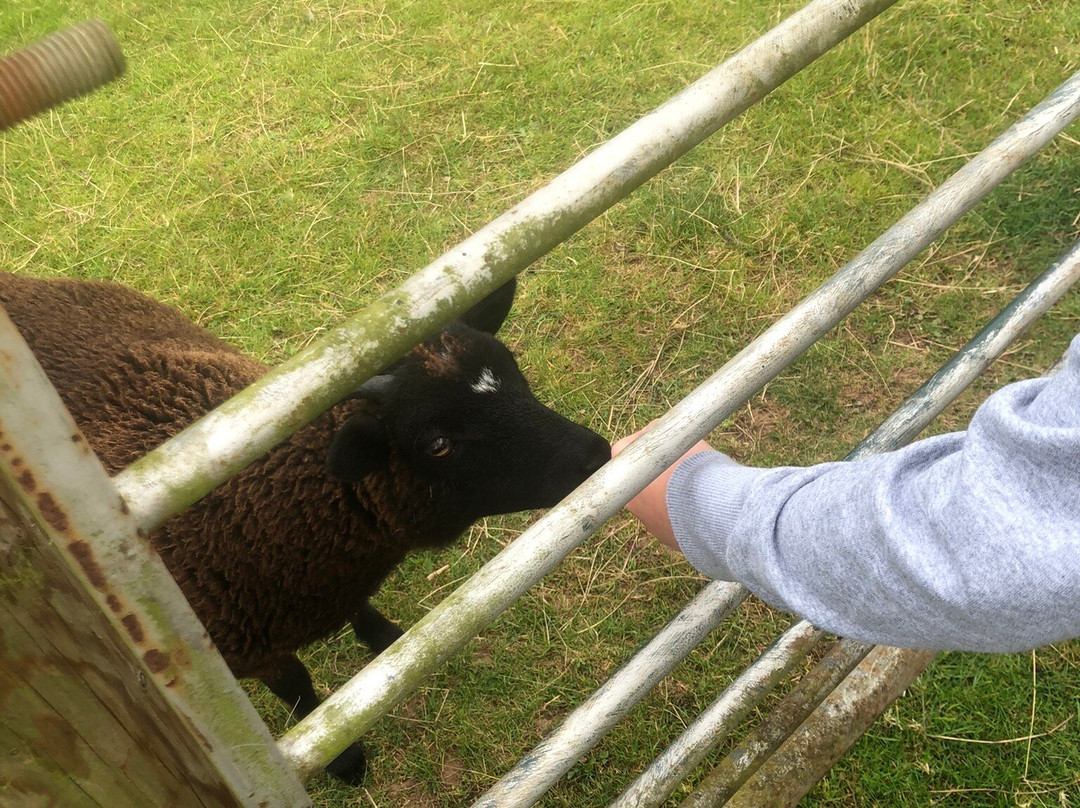 Wildwood Alpacas-Albrighton必去景点