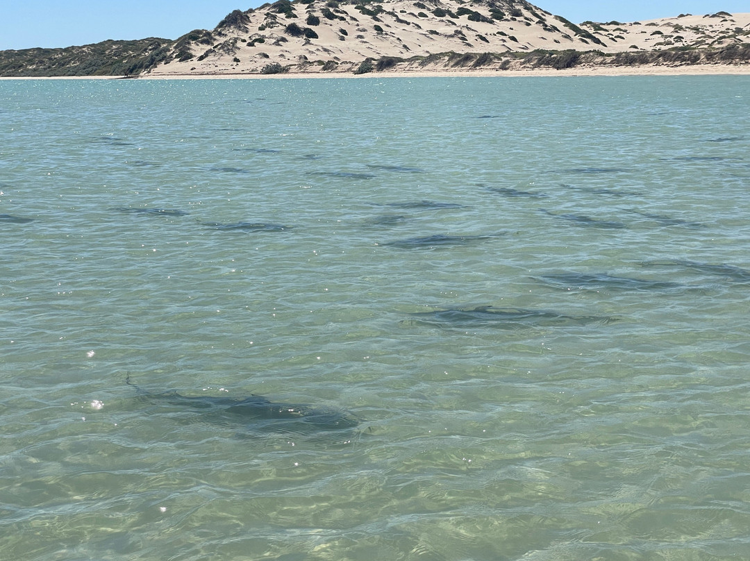 The Coral Bay Shark Nursery-珊瑚湾必去景点