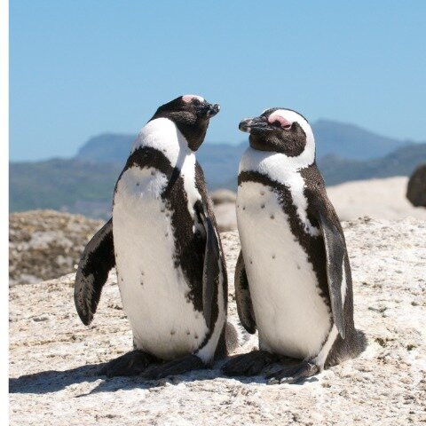 Cape Town Day Tours-Scarborough必去景点