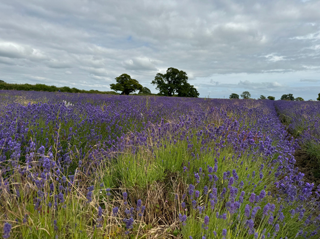 Somerset Lavender景点图片