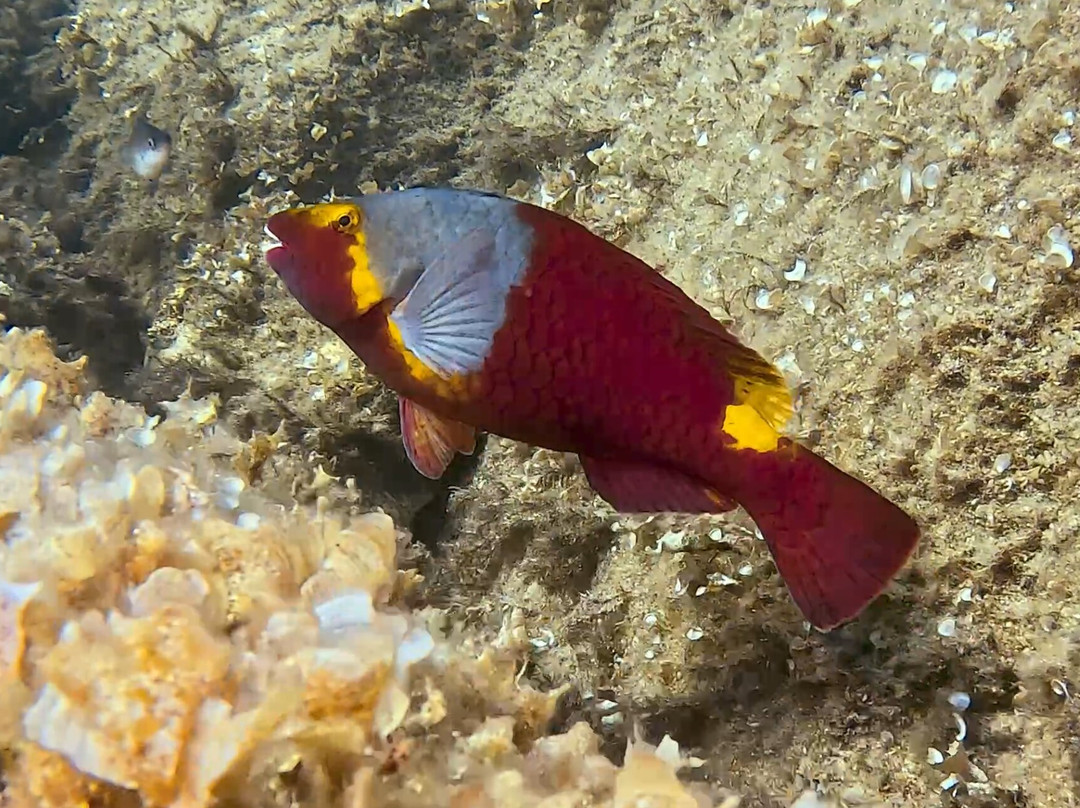 Orca Dive Club Sardinia-圣特雷莎加卢拉必去景点