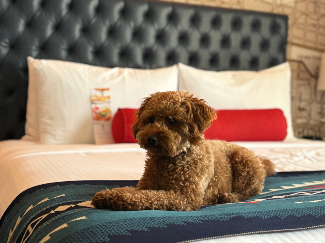 Hotel Paso Del Norte, Autograph Collection主图