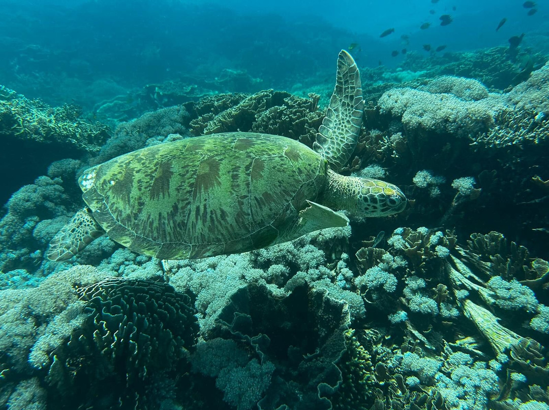 Discovery Komodo Adventure景点图片