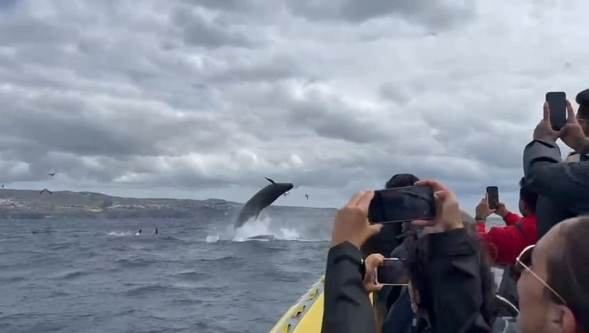 Water4fun - Whale Watching Terceira island-亚速尔群岛英雄港中心区必去景点