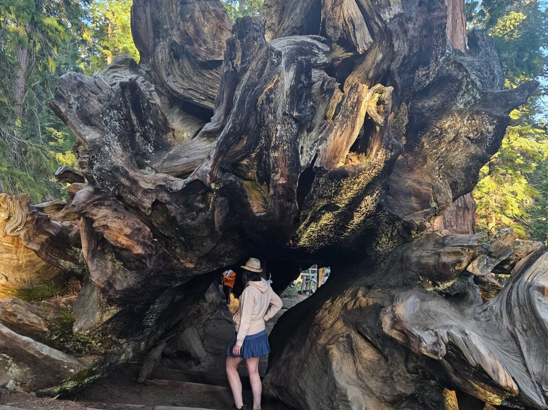 Buttress tree-红杉&国王峡谷国家公园必去景点