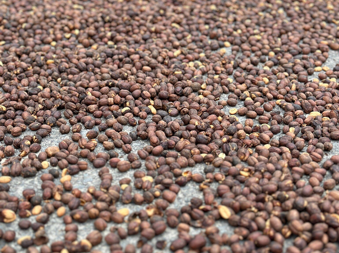 Finca Lérida景点图片
