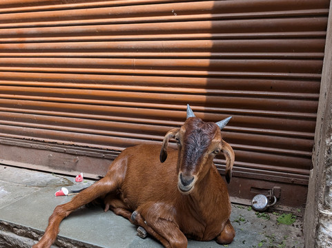 Tour Guide Manish-乌代布尔必去景点