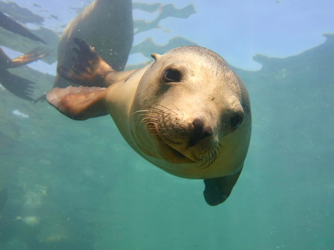 Buceo Carey-拉巴斯必去景点