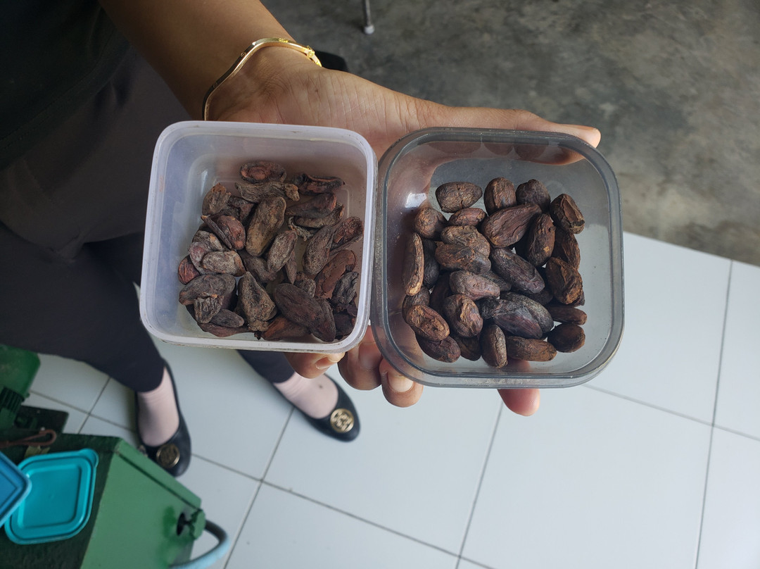 Sorga Bali Chocolate景点图片