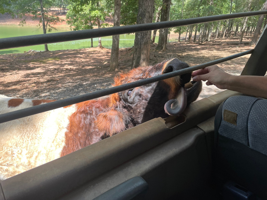 Wild Animal Safari-Pine Mountain必去景点