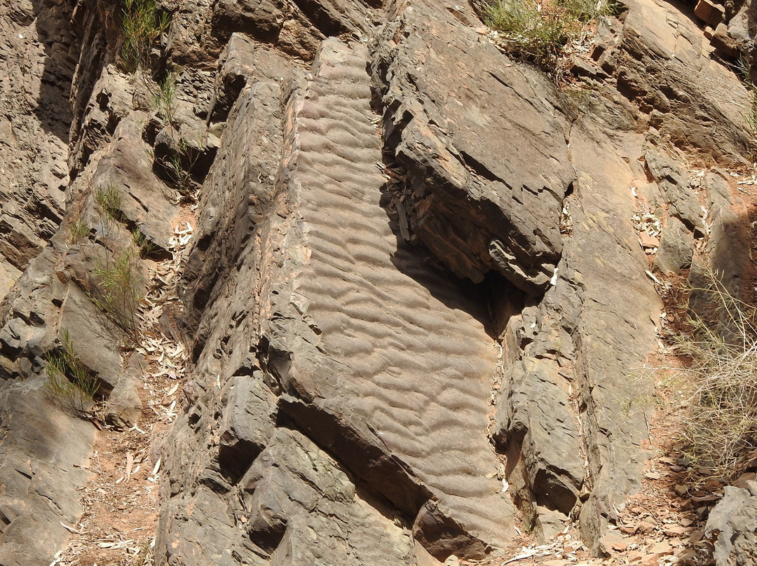 Wallaby Tracks Adventure Tours景点图片